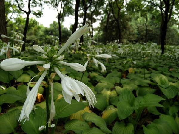 一加2与iphone6哪个好？一加手机2对比iphone6