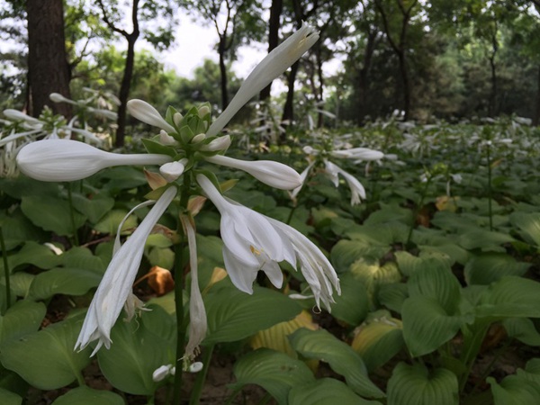 一加2与iphone6哪个好？一加手机2对比iphone6