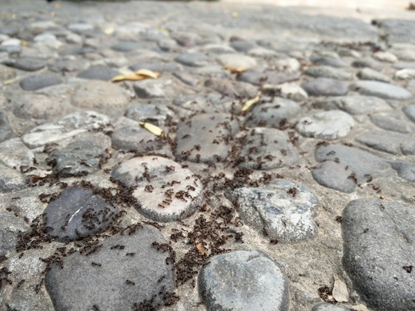 一加2与iphone6哪个好？一加手机2对比iphone6