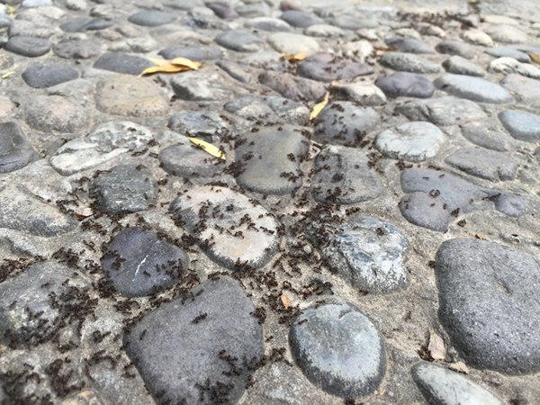 一加2与iphone6哪个好？一加手机2对比iphone6