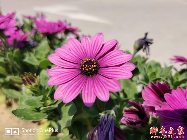 内外兼修极致流畅 一加7 Pro全面评测