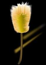 AI和PS绘制芦苇丛油画 脚本之家 AI实例教程