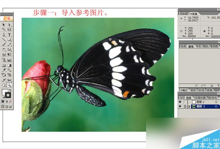 AI绘制逼真美丽的蝴蝶 脚本之家 AI教程