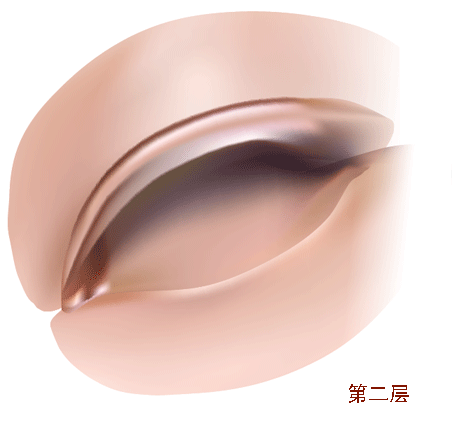 AI教程 AI渐变网格打造美女精致五官 脚本之家 AI实例教程