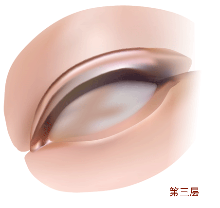 AI教程 AI渐变网格打造美女精致五官 脚本之家 AI实例教程