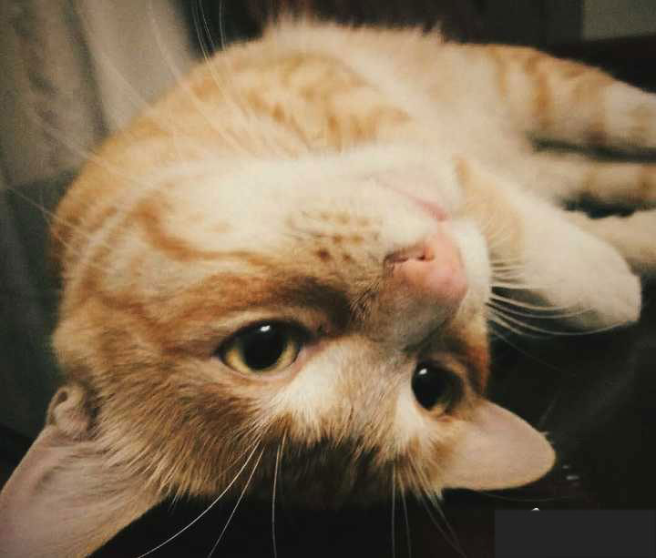 如何使用snapseed进行修图？snapseed修图技巧分享