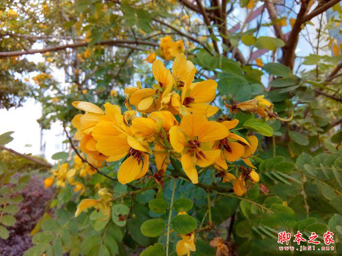 小辣椒S35值得买吗?小辣椒S35手机详细评测图解