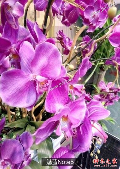 魅蓝Note5和荣耀6X拍照哪个好?拍摄样张对比