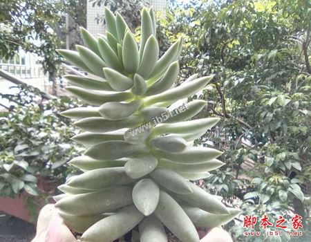 康佳手机R8值得买吗?康佳R8手机全面详细评测图解