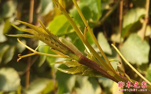 三星C9 Pro怎么样?三星C9 Pro外观/配置/性能/续航及拍照详细评测图解