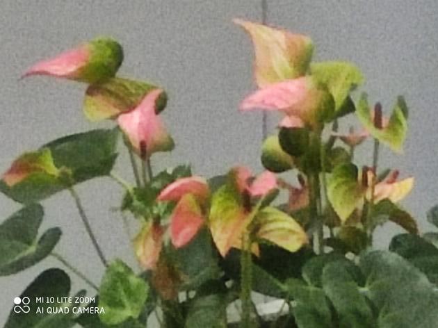 小米10青春版50倍拍照样张