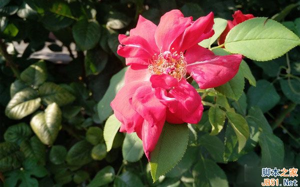 vivo X7第7张图 vivo X7第7张图