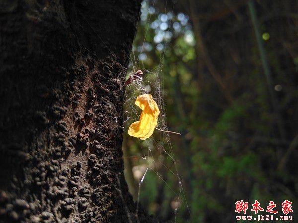 华为nova怎么样值得买吗?华为nova手机全面详细评测图解