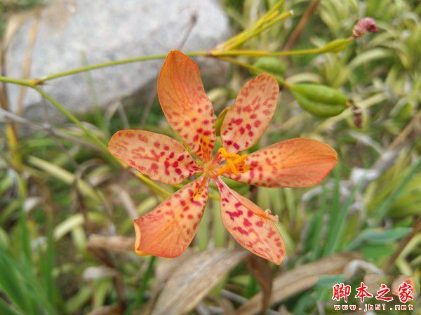 华为nova怎么样值得买吗?华为nova手机全面详细评测图解