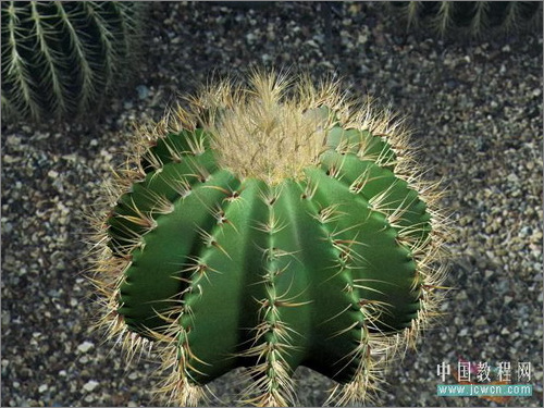 3DS MAX毛发修改器制作逼真仙人球