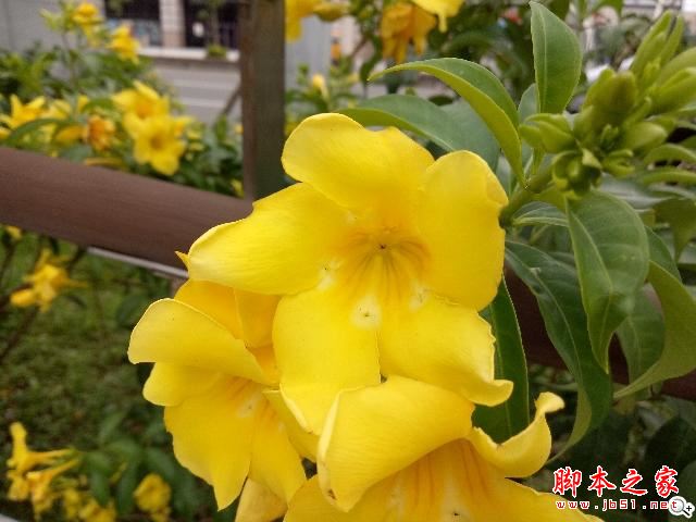 OPPO A77值得买吗?OPPO A77优缺点全面深度评测图解