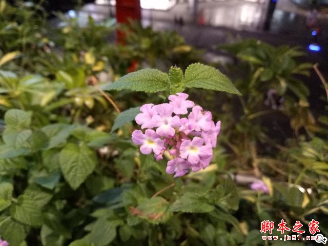 OPPO A77值得买吗?OPPO A77优缺点全面深度评测图解