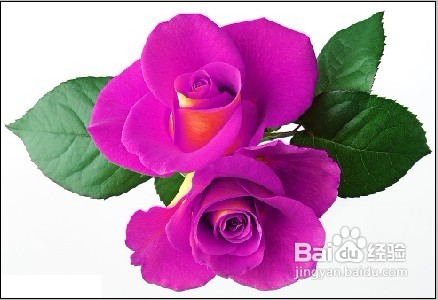 怎样用Photoshop制作彩色玫瑰