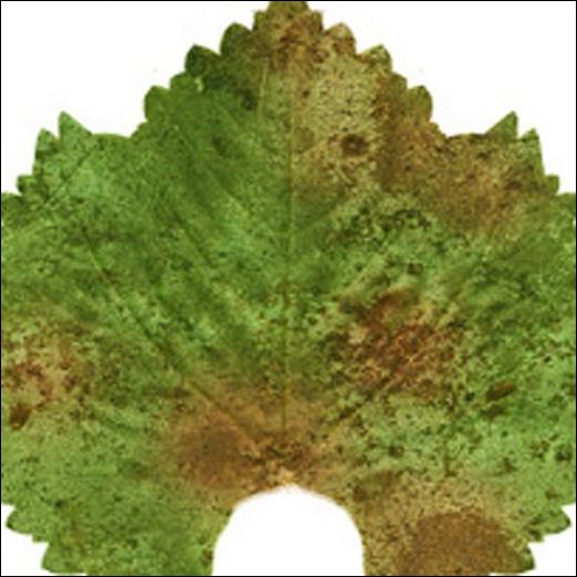 3ds Max教程:制作饱满多汁葡萄_脚本之家jb51.net整理