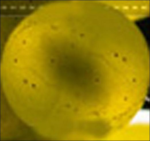 3ds Max教程:制作饱满多汁葡萄_脚本之家jb51.net整理