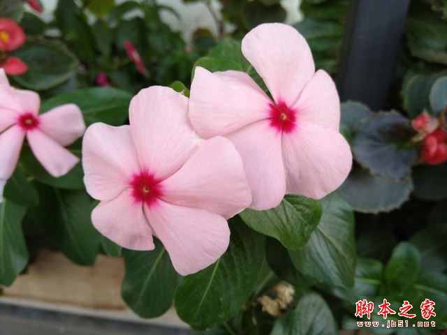 海信A2 Pro怎么样?海信双屏A2 Pro配置/性能/系统/外观评测图解