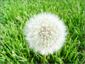 3ds MAX实例教程：制作蒲公英