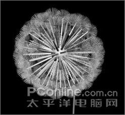 3ds MAX实例教程：制作蒲公英