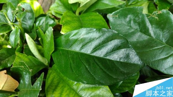 微距样张赏析_中兴AXON天机7第3张图 微距样张赏析_中兴AXON天机7第3张图
