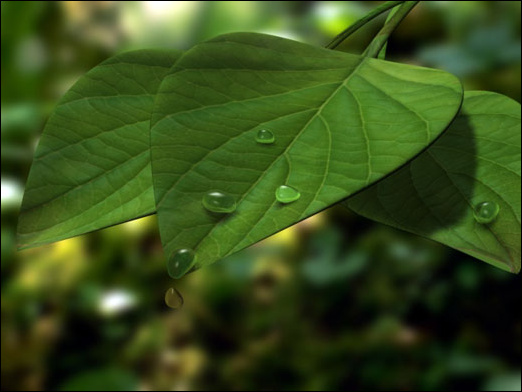 3ds Max材质初级教程：鲜翠欲滴树叶表现