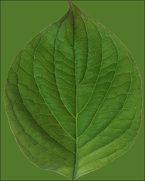 3ds Max材质初级教程：鲜翠欲滴树叶表现