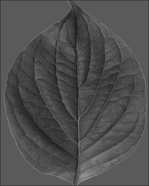 3ds Max材质初级教程：鲜翠欲滴树叶表现