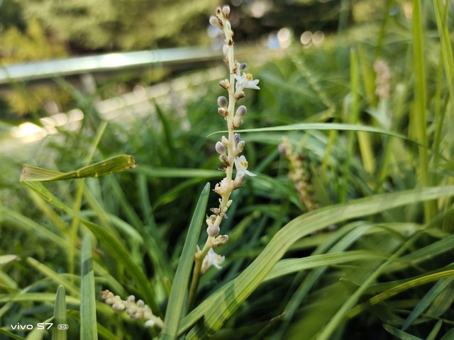 自拍旗舰后置疲软？vivo S7影像系统评测 