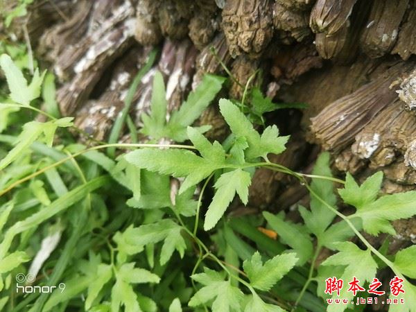 荣耀9值得买吗?华为荣耀9手机外观/性能/系统/拍照全面评测图解