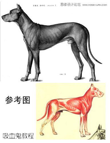 3ds MAX实例教程:多边形建模小狗,破洛洛