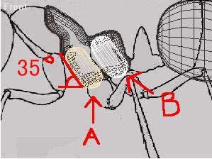 深入了解3DMAX建模技术--蚂蚁实例（上）