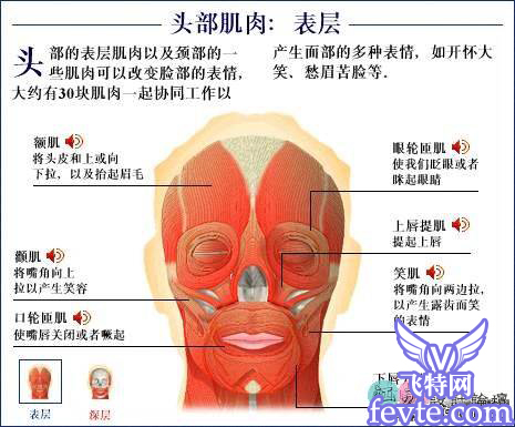 3dmax人头建模教程 脚本之家 3DSMAX建模教程