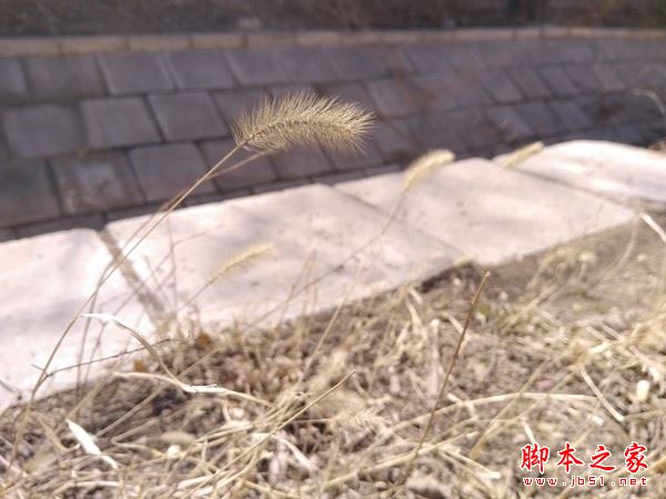 糖果手机S9样张