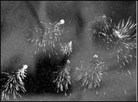 3D Studio MAX礼花效果制作过程完全图解 脚本之家 3DSMAX入门教程