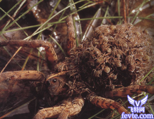 机器蜘蛛的制作思路分享 脚本之家 3dmax教程