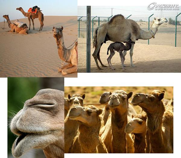 3DSMAX制作沙漠里的骆驼 脚本之家 3DSMAX建模教程