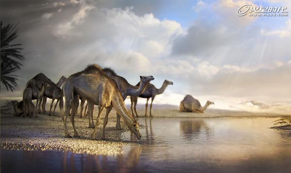 3DSMAX制作沙漠里的骆驼 脚本之家 3DSMAX建模教程