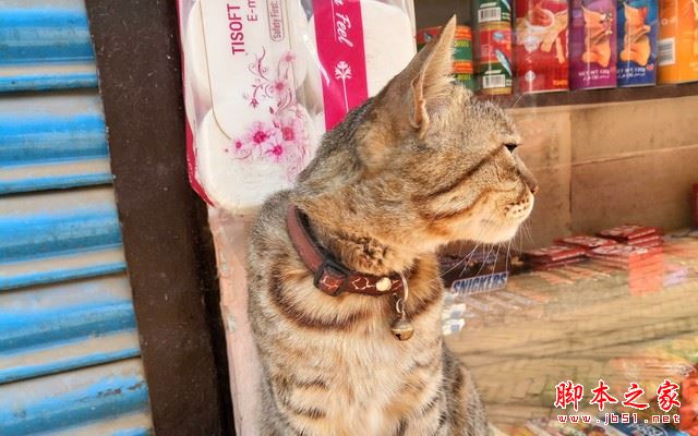 乐Pro3双摄AI版拍照怎么样？乐视Pro3双摄AI版相机拍照实拍样张