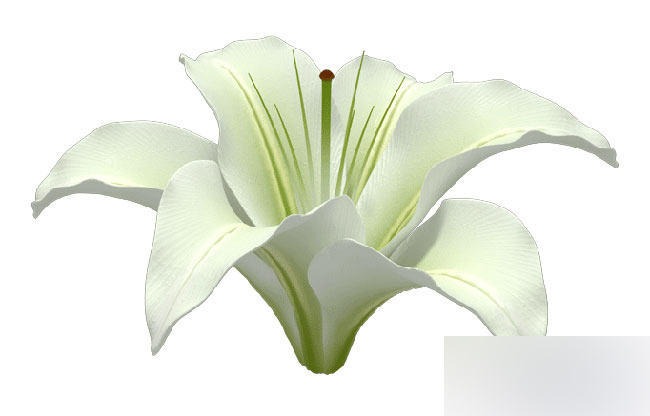 3dmax制作纯洁百合花 脚本之家 3dmax教程