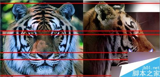 3dsmax制作超逼真的老虎  脚本之家 3dsmax教程