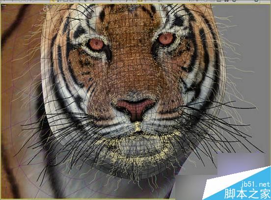 3dsmax制作超逼真的老虎  脚本之家 3dsmax教程