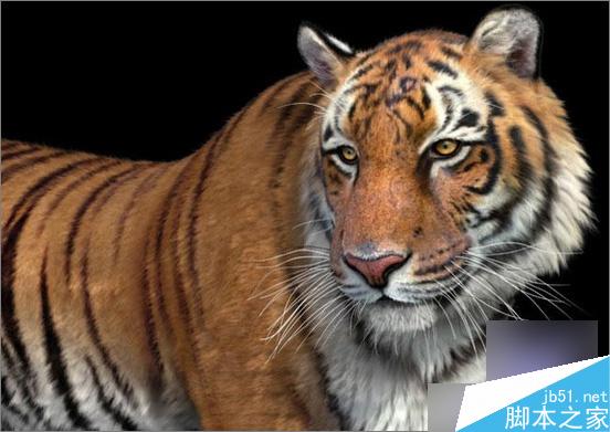 3dsmax制作超逼真的老虎  脚本之家 3dsmax教程