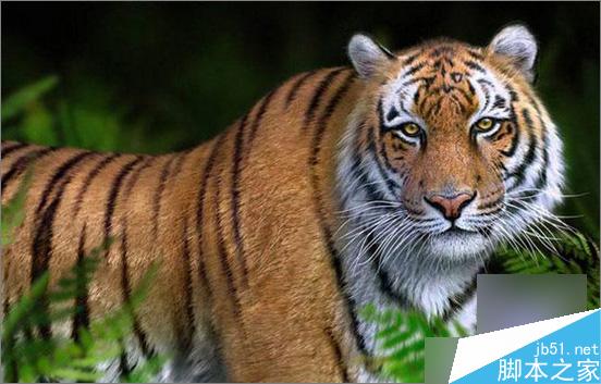 3dsmax制作超逼真的老虎  脚本之家 3dsmax教程