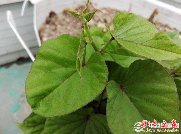 酷派大观4 mini拍照样张图赏