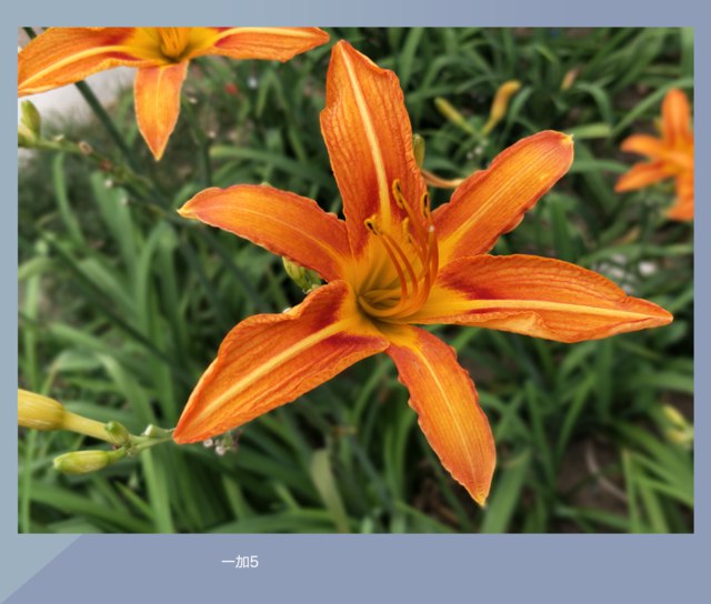 一加5和一加3T拍照哪个好？ 一加5与3T拍照样张对比