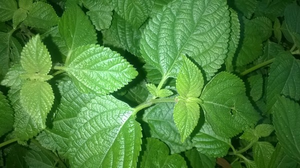 诺基亚1320拍照样张